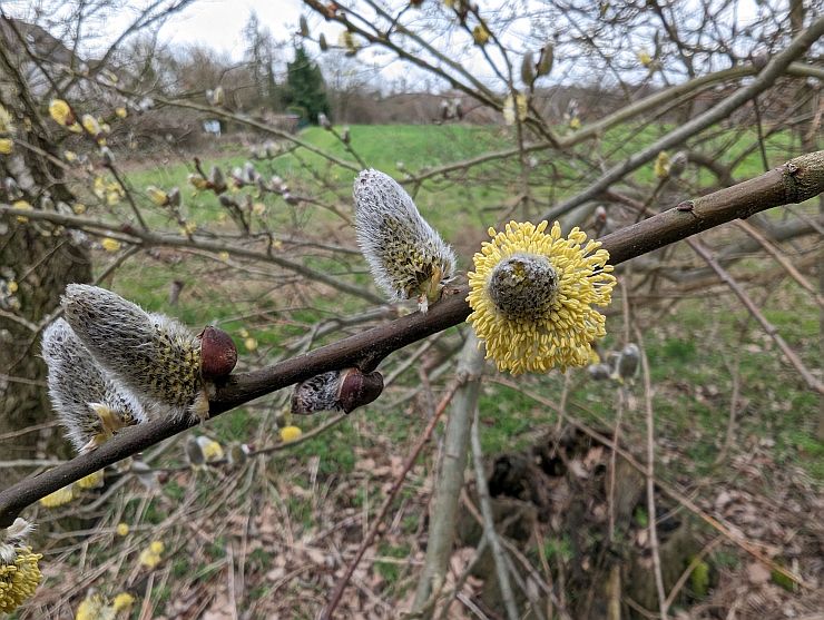 Weidekätzchen
